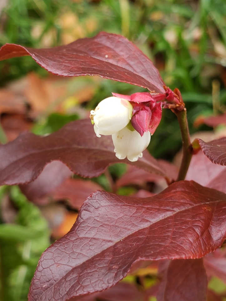 A pure white blueberry flower blooming on a red stalk - this is a late bloom, after the leaves have changed with the fall season